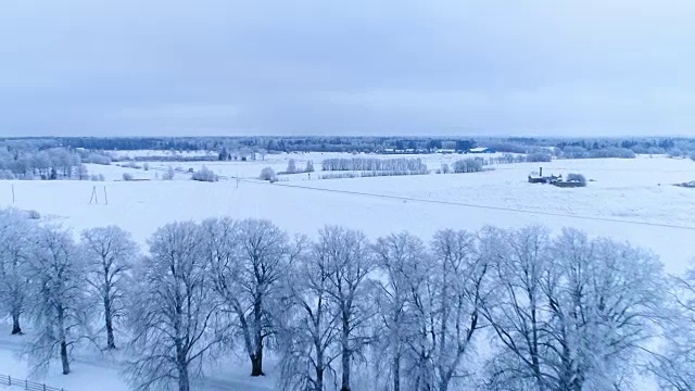 树叶上满是雪视频素材