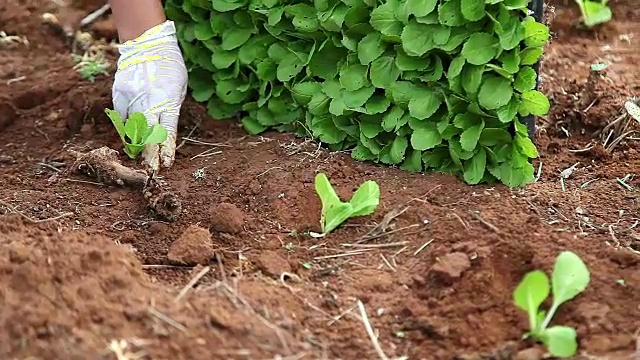 种植大白菜的农民视频素材