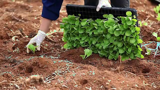 种植大白菜的农民视频素材