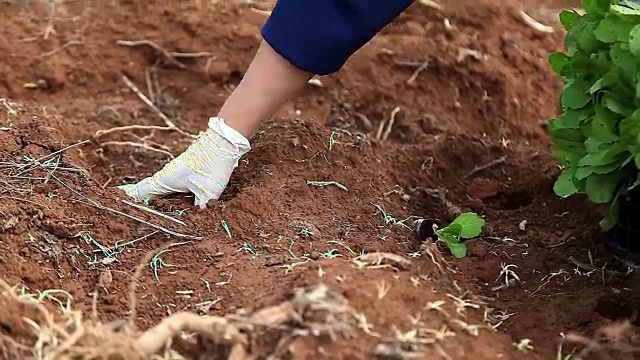 种植大白菜的农民视频素材