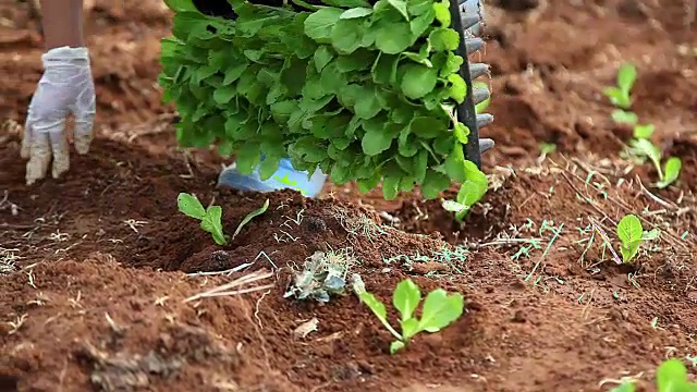 种植大白菜的农民视频素材