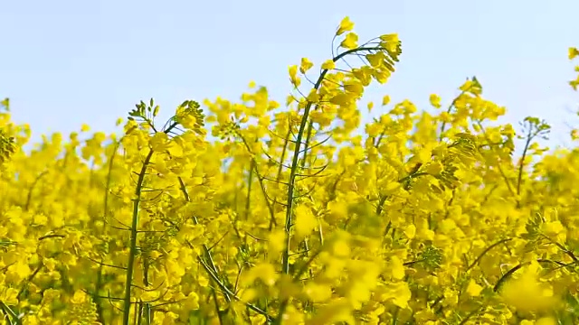 盛开的油菜。在夏天的油菜田特写视频素材