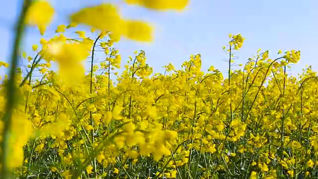 盛开的油菜。在夏天的油菜田特写视频素材