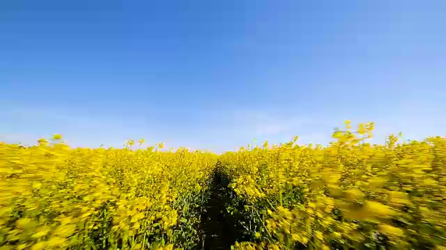 盛开的油菜。在夏天的油菜田特写视频素材