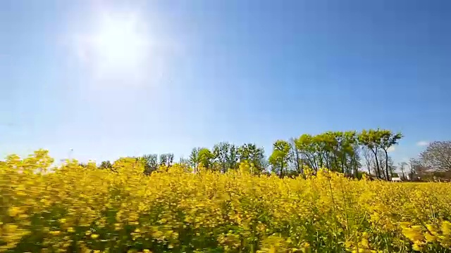 盛开的油菜。在夏天的油菜田特写视频素材