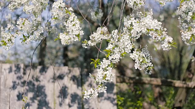 蜜蜂和盛开的樱桃树。视频素材