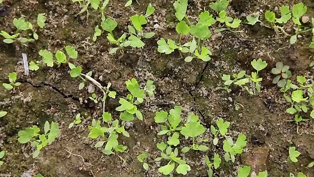 芹菜树苗在田间视频素材