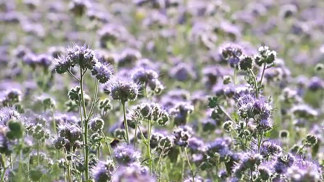 钟穗花开花视频素材