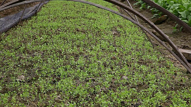 芹菜树苗在田间视频素材