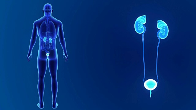 泌尿系统与器官放大视频素材