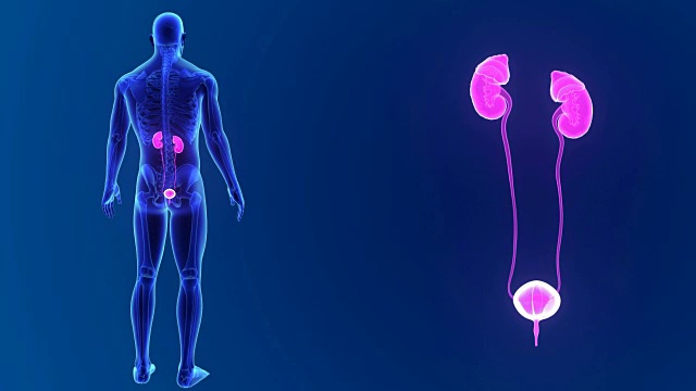 泌尿系统缩放骨骼视频素材