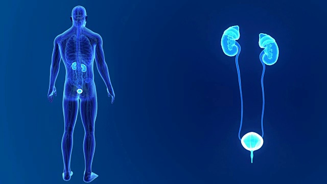 泌尿系统与器官和循环系统密切相关视频素材
