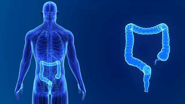 大肠放大与解剖学视频素材