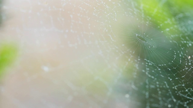 雨滴落在蜘蛛网上视频素材