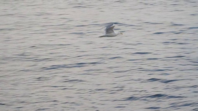 海鸥在海上飞翔视频素材