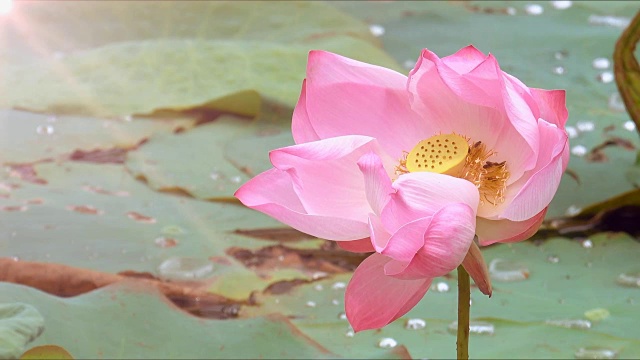 美丽的莲花视频素材