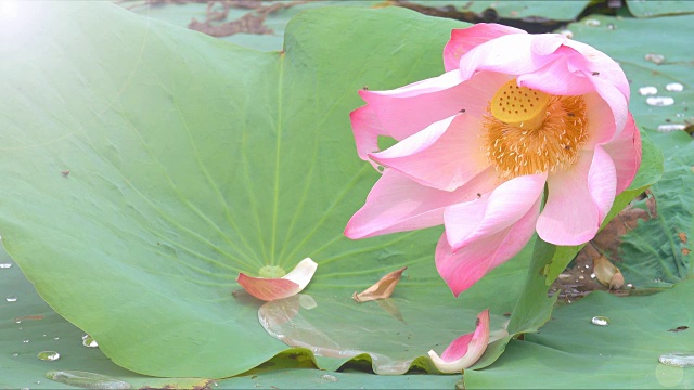 美丽的莲花视频素材