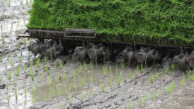 在泰国由工人和机器移植秧苗种植视频素材