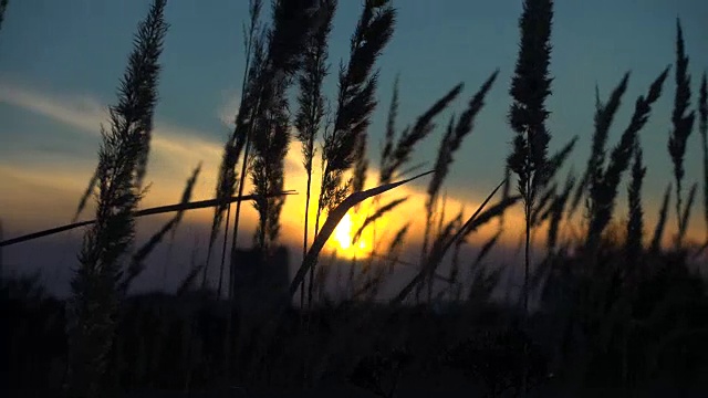 草在风中摇曳，夕阳下的风景宁静视频素材