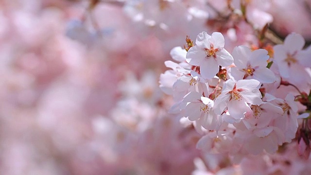 日本樱花花朵。视频素材