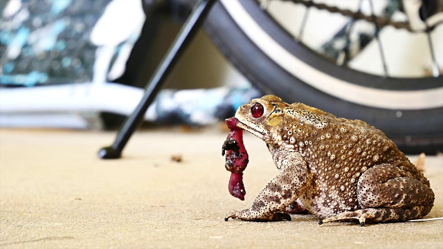 青蛙的生活方式。frog-eating蜥蜴视频素材