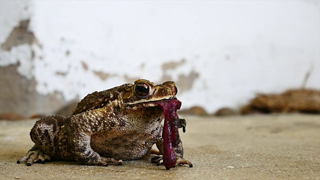 青蛙的生活方式。frog-eating蜥蜴视频素材