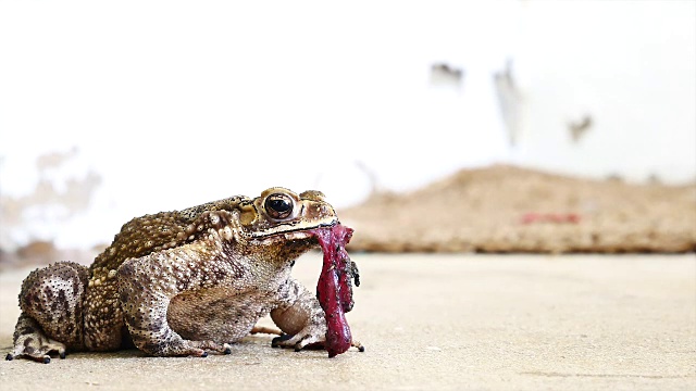 青蛙的生活方式。frog-eating蜥蜴视频素材