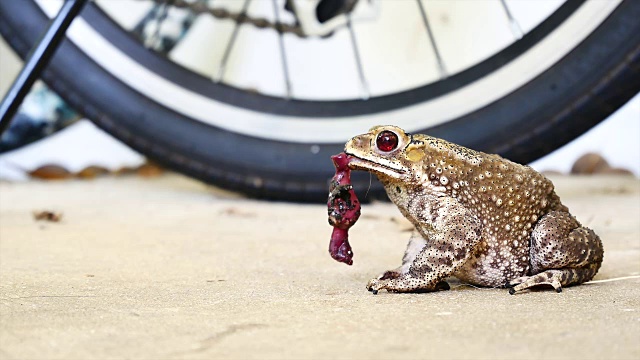 青蛙的生活方式。frog-eating蜥蜴视频素材