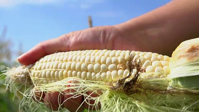 用手清理成熟的玉米穗视频素材