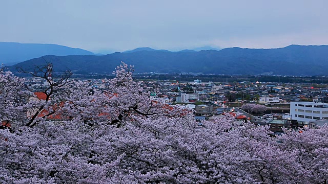 晚上。城市的景色，盛开的樱花在前景。视频下载