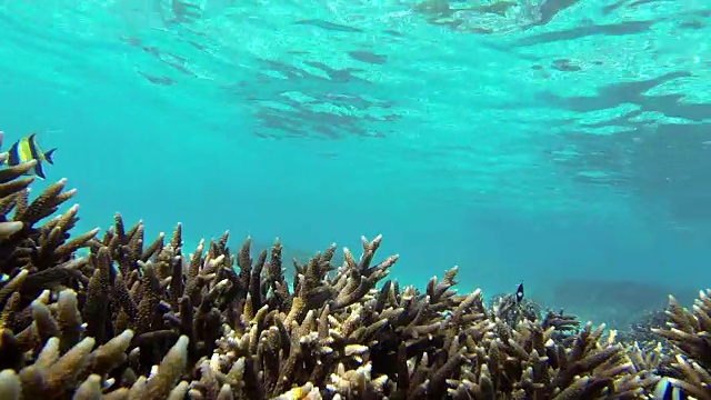 摩尔人的偶像-关岛水下视频素材