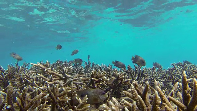 钝鼻格雷戈里-关岛水下视频素材