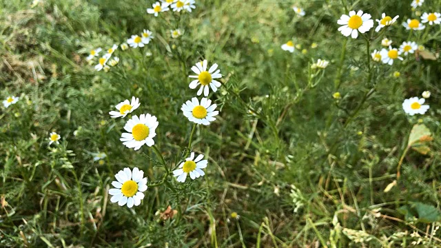 洋甘菊花卉视频素材