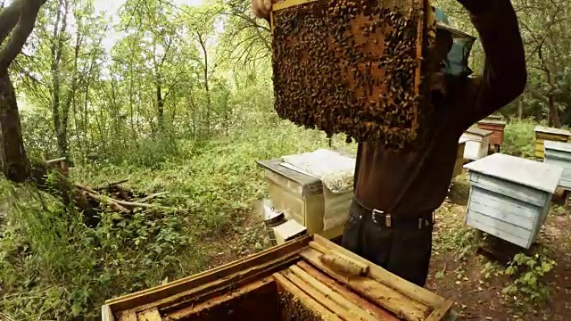 Hiver显示在相机密封框架的蜂巢与蜜蜂视频下载