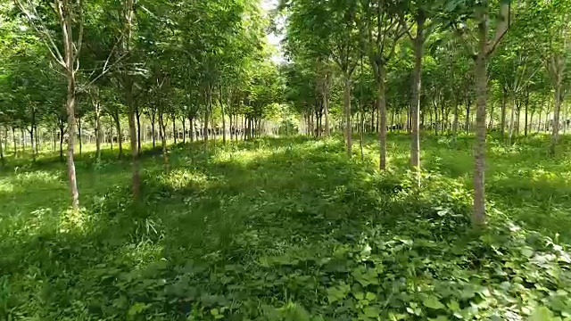 橡胶树种植园鸟瞰图视频素材