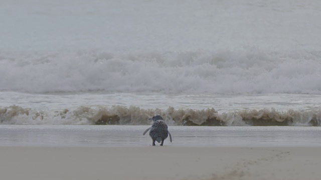 海滩上的企鹅视频素材