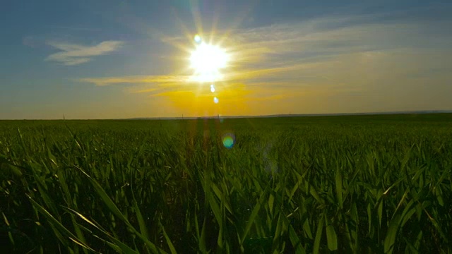 绿色的草地和蓝色的天空映衬着橙色的夕阳视频素材