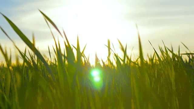 绿色的草地和蓝色的天空映衬着橙色的夕阳视频素材