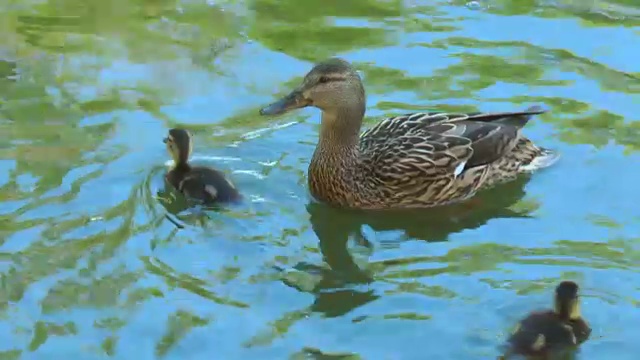 鸭子和小鸭子在池塘里游泳视频素材