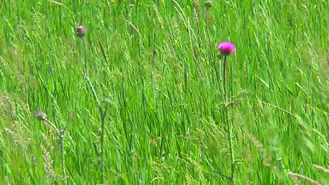 草丛中有蓟花视频素材