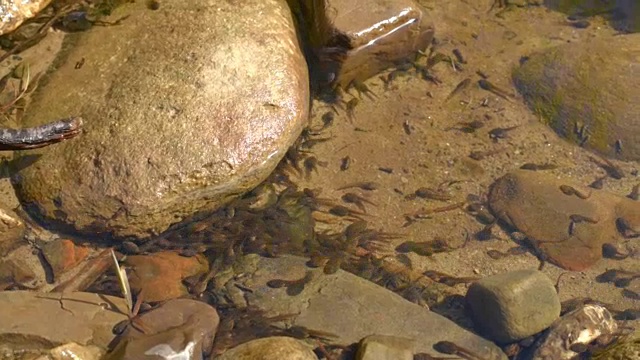 河边池塘里的蝌蚪视频素材