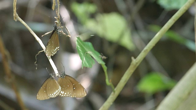 在干树枝上休息的欧陆蝴蝶视频素材