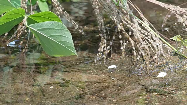 蜻蜓在水中飞行并触摸它的腹部视频素材