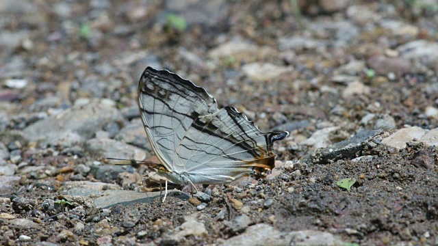 常见的地图蝴蝶饮用矿物视频素材