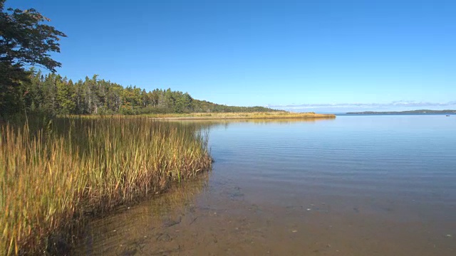 近距离观察:覆盖在大淡水湖河岸的北方森林视频素材