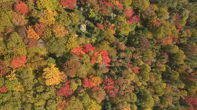 鸟瞰图:茂密茂密、色彩斑斓的秋叶森林横跨高山视频素材