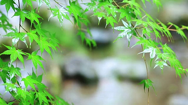 森林里的夏雨。视频下载