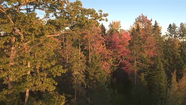 天线:五彩缤纷的黄色，橙色和红色树叶在混合的秋天森林视频素材