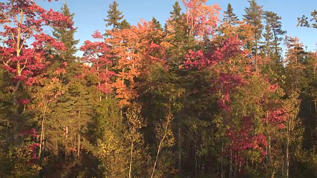 空中拍摄，近距离观察:混交林中，落叶上的彩色叶片在旋转视频素材