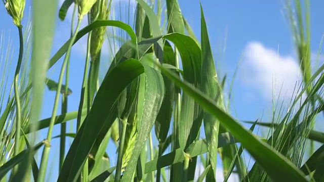 美丽的绿油油的田野上长着年轻的小麦。视频素材